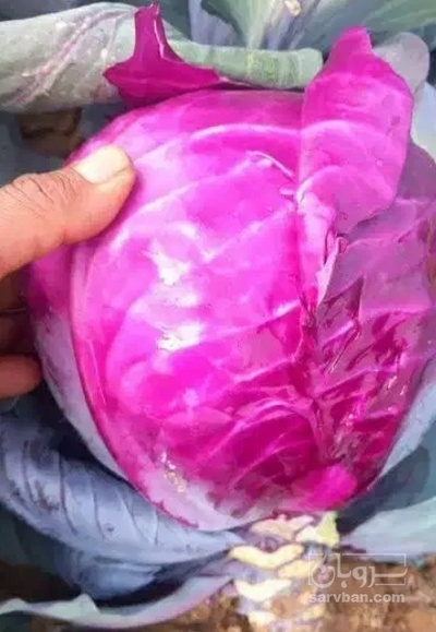 فروش کلم برگی بنفش