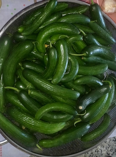 فروش خیار