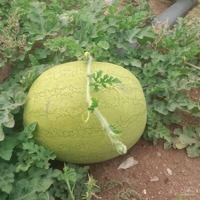فروش هندوانه