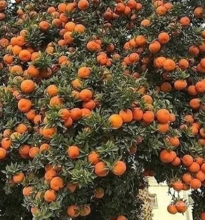 فروش پرتقال