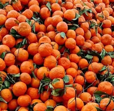 فروش نارنگی