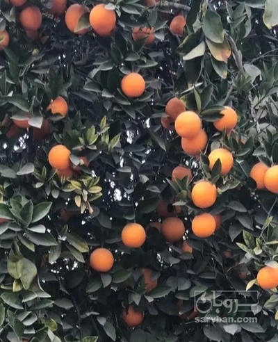 فروش پرتقال