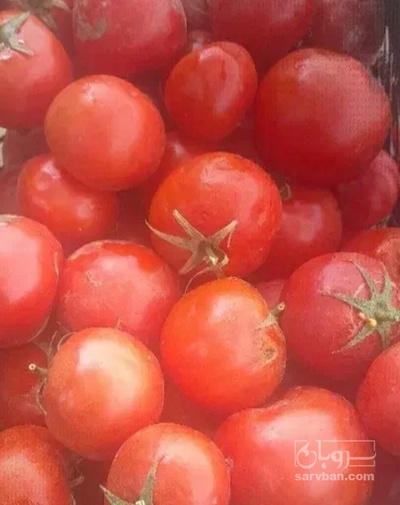 فروش گوجه فرنگی