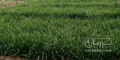 فروش پیاز