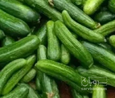 فروش خیار