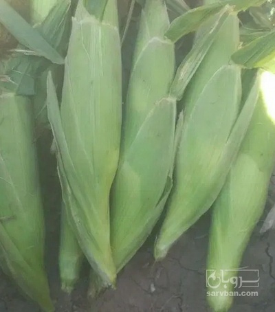 فروش ذرت