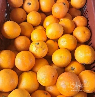 فروش پرتقال