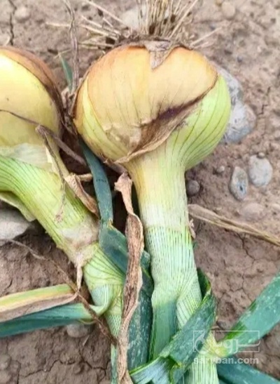 فروش پیاز