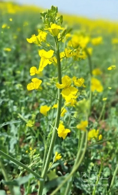 فروش کلزا