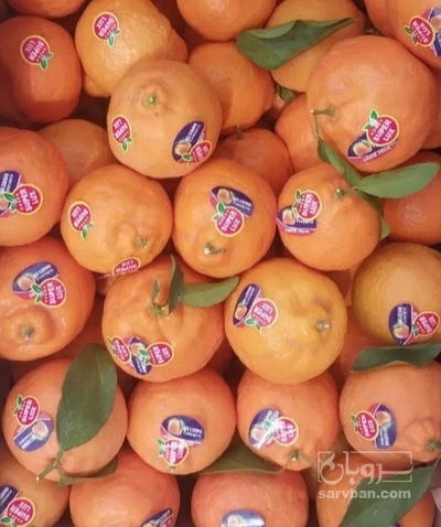 فروش نارنگی