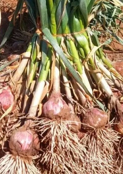 فروش سیر