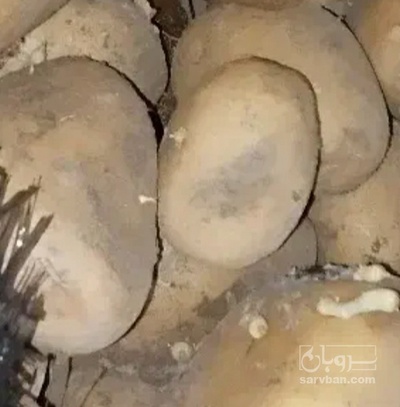 فروش سیب زمینی