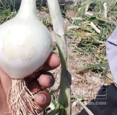 فروش پیاز سفید