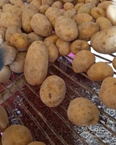 فروش سیب زمینی