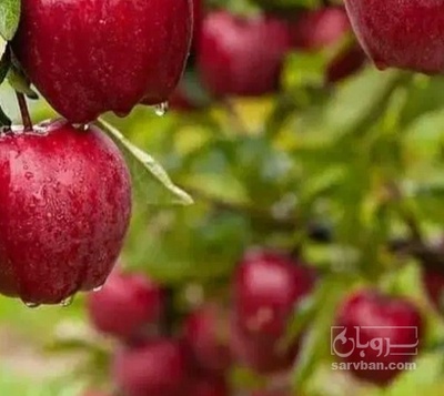 فروش سیب