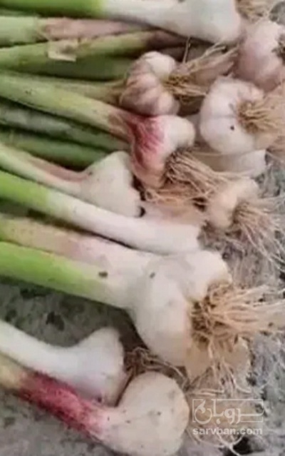 فروش سیر
