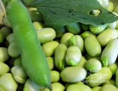 فروش باقلا تازه - باقالی - باقالا
