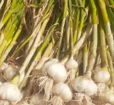 فروش سیر