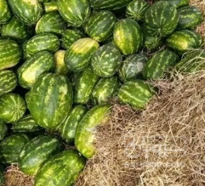 فروش هندوانه