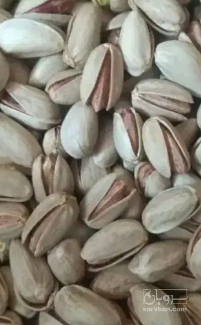 فروش پسته اکبری