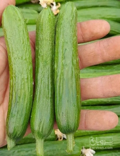 فروش خیار