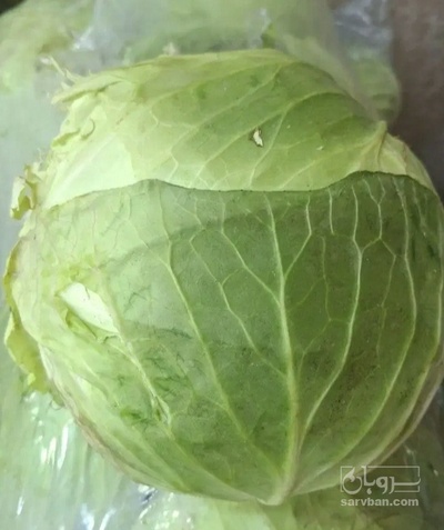 فروش کلم برگی