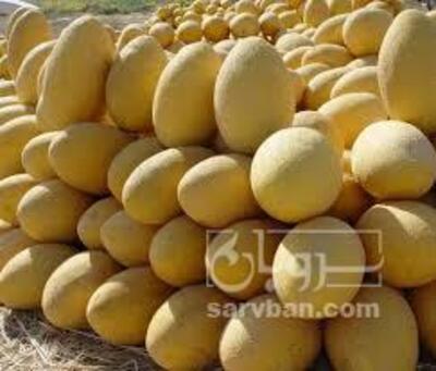 فروش خربزه