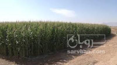 فروش ذرت علوفه ای
