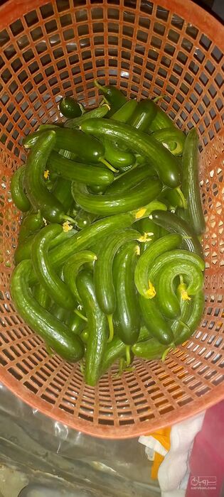 فروش خیار