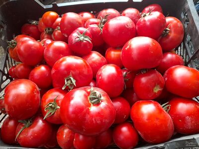 فروش گوجه فرنگی