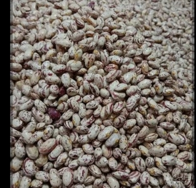 فروش لوبیا سفید