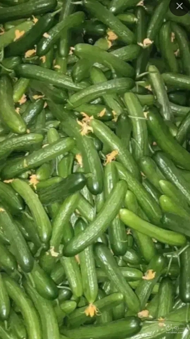 فروش خیار
