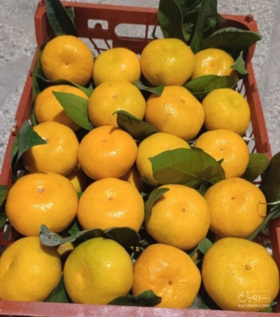 فروش نارنگی