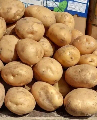 فروش سیب زمینی