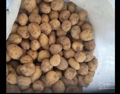 فروش سیب زمینی