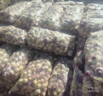 فروش شلغم