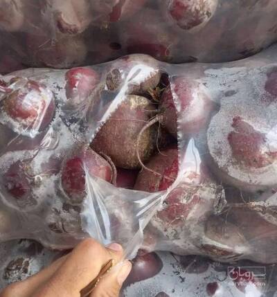 فروش چغندر لبو دامی