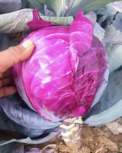 فروش کلم