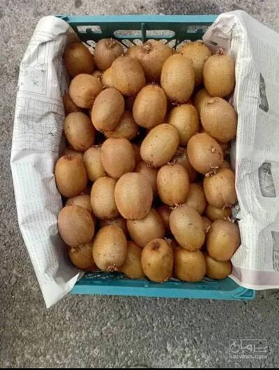 فروش کیوی