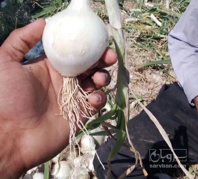 فروش پیاز