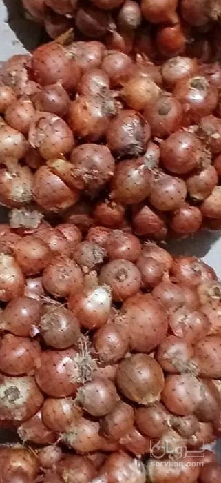 فروش پیاز