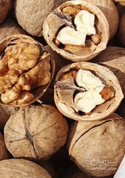 فروش گردو