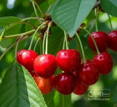 فروش گیلاس