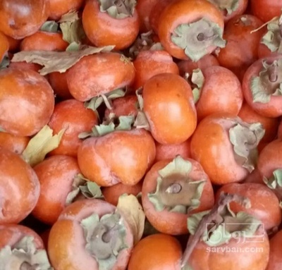 فروش خرمالو