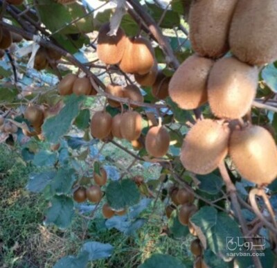 فروش کیوی