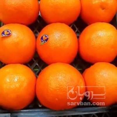 فروش پرتقال