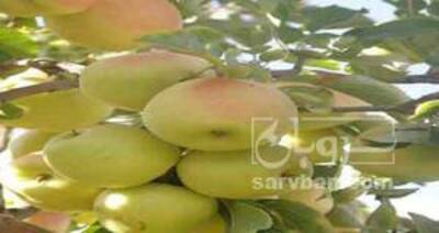 فروش سیب زرد