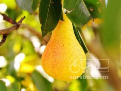 فروش گلابی