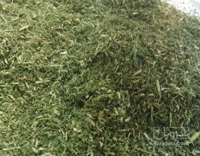 فروش شوید خشک (گیاه‌ دارویی)