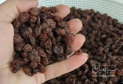 فروش کشمش ابگیری